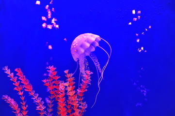 jellyfish © qiujusong