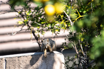 Squirrel