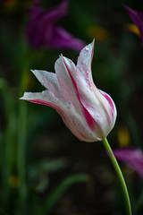 Fototapeta premium White and pink tulip solo