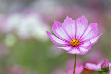 Cosmos Flower / Furusato Plaza in Sakura City, Chiba Prefecture, Japan