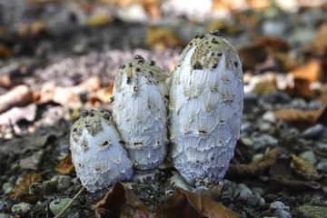 Shaggy mane, Coprinus comatus, Bavaria, Germany, Europe