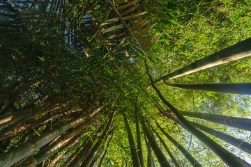 Up view from the ground of green and big bamboo tree trunks in rainforest with beam of the sun