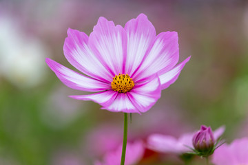 Obraz premium Cosmos Flower / Furusato Plaza in Sakura City, Chiba Prefecture, Japan