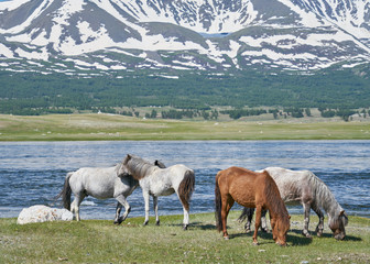 Mongolian horses near Hoton-nuur lake