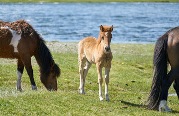 Obraz na płótnie Canvas Mongolian horses near Hoton-nuur lake