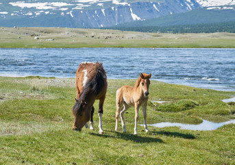 Mongolian horses near Hoton-nuur lake