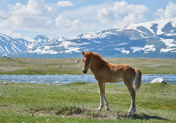 Mongolian horses near Hoton-nuur lake