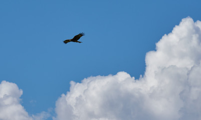 Mongolian predatory bird in the sky