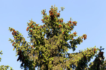 cones fir