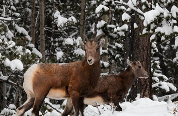 Bighorn Sheep in Deep Snow