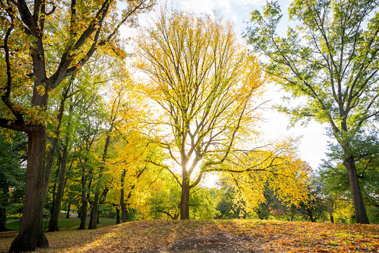 Leaves falling from trees during autumn