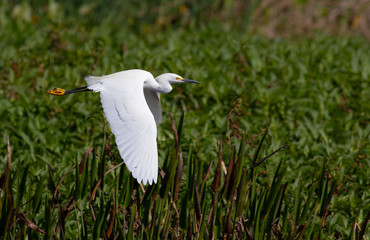 Fototapeta premium White Egret in Flight