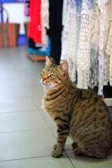 ミコノス島の猫