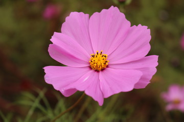 Obraz premium コスモス