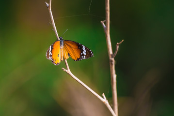 Plain tiger butterfly with green isolated background