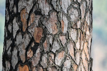 tree back texture , big tree block