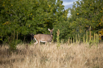 deer in the forest