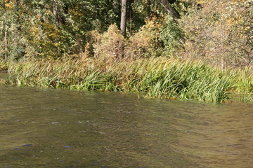 Schilflandschaft am See 1
