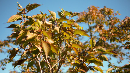 Autumn leaves on blue sky