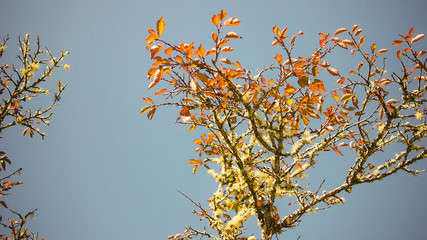 Autumn leaves on blue sky