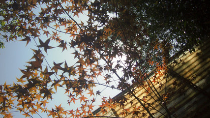 Autumn maple leaves on blue sky