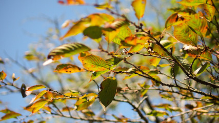 Autumn leaves on blue sky