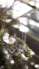 Spider web in the jungle