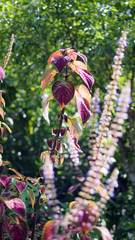 Autumn yellow red leaves flowers