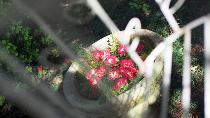 Floating Red flowers in a pot