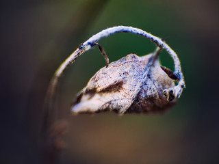 A dry leaf curled up on a tree