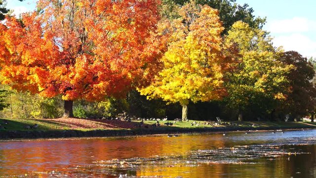 Red and golden reflections of autumn maple trees along river with Canada geese congregating along riverbank and in water