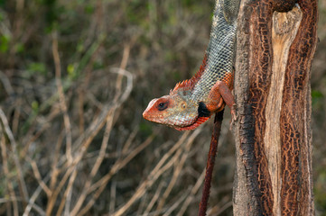 Oriental garden lizard, Calotes versicolor near Pune, Maharashtra.