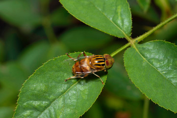 Drone Fly , Eristalinus punctulatus  close up near Pune, Maharashtra.