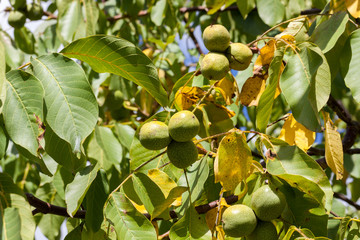 walnuts in a green shell