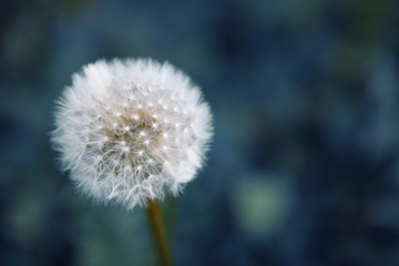 Obraz premium Dandellion in blue background