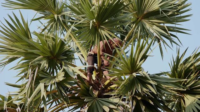 Toddy tapper collecting palm sap on top of a palm tree ( close up )