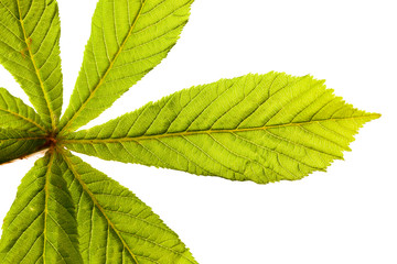 green chestnut leaf