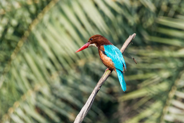 white throated kingfisher on tree branch with green background