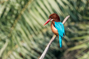 white throated kingfisher on tree branch with green background
