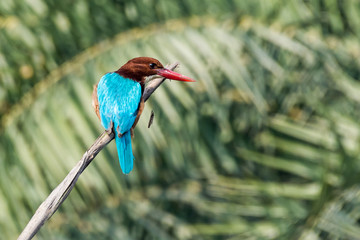 white throated kingfisher on tree branch with green background
