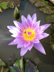Purple water lily