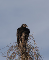 Vulture Watching
