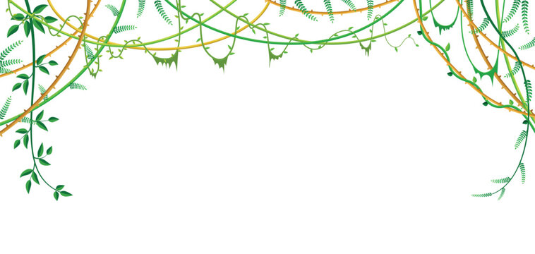 Vine jungle branches hanging. Climber isolated on white background. Vector illustration