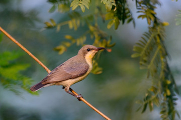 Purpule sunbird female on tree branch