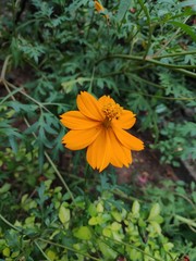 yellow flowers in garden