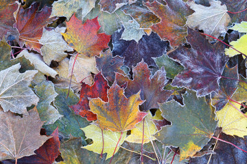 frost colorful leaves in the cold morning as nature background