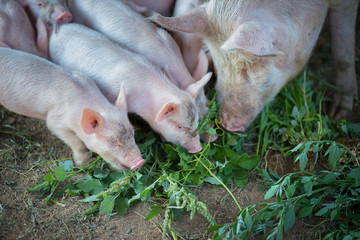 Little pigs eat a grass in the pigsty with a sow