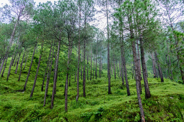 Mountain pine tree group