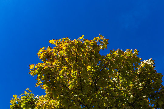 Ahorn Baum in Herbstfarben mit blauem Himmel