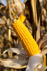 damaged corn